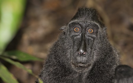 Een aap die auteursrecht bezit over een Selfie, de rechter oordeelt